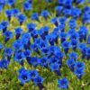 Gentiana är en klarblå blomma. RAL 5010 Genitana är en kulörkod som försöker efterlikan Gentiana-blommans kulr. Köp RAL 5010 hos www.de-ijssel-coatings.se