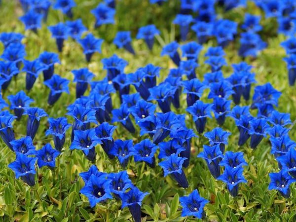 Gentiana är en klarblå blomma. RAL 5010 Genitana är en kulörkod som försöker efterlikan Gentiana-blommans kulr. Köp RAL 5010 hos www.de-ijssel-coatings.se